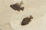 Green River Fossil Fish Mural with Giant Diplomystus #342451-2